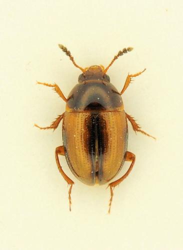Réf. 316 349 : Leiodes litura